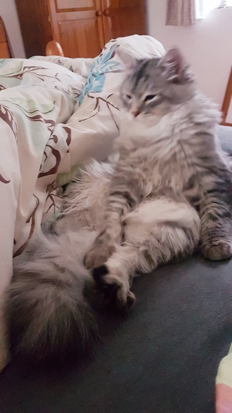 What have you done to annoy your cat today?