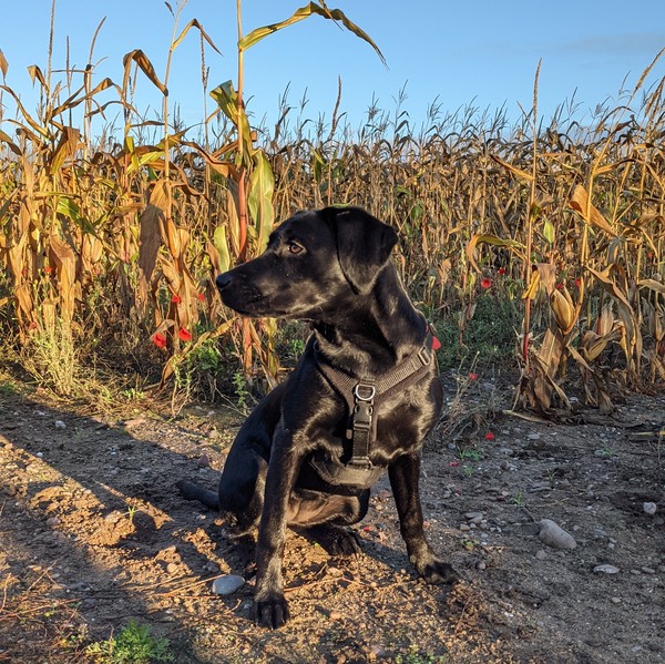 Puppy survival thread. Oct/Nov fireworks!