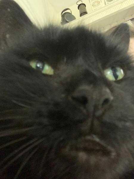 Lucky black cat appreciation thread