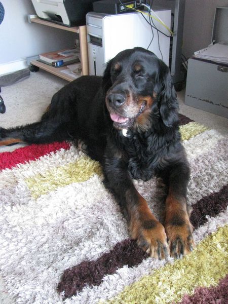 Who fancies a lovely thread filled with dogs?