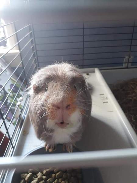 Guinea pig passed away