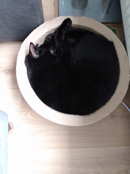 What's your DCat up to today? (Thread 9)