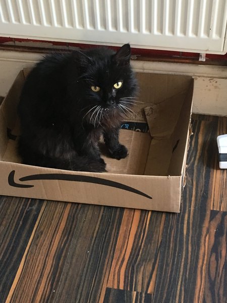 Show me your black cats!