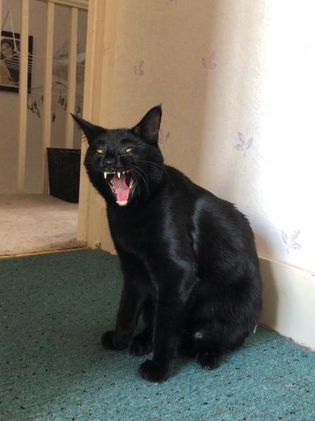 Show me your black cats!