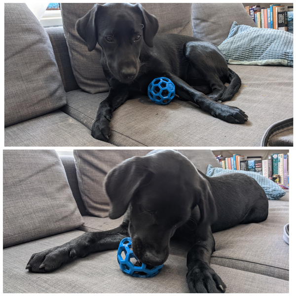 Puppy survival thread. Oct/Nov fireworks!