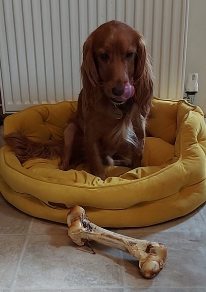 The best dog treat for the best dog please??