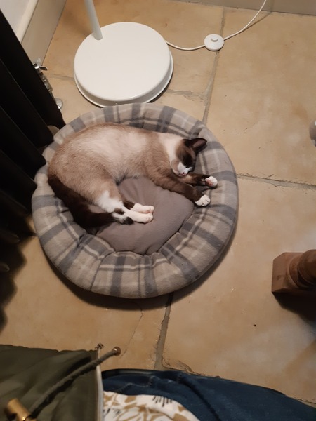 What's your DCat up to today? (Thread 9)