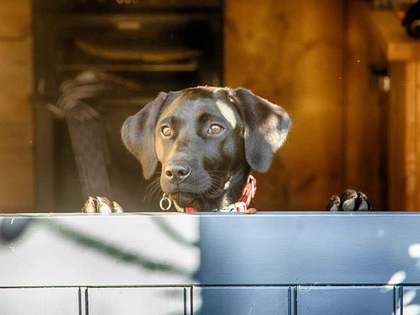 Happy black dog day!