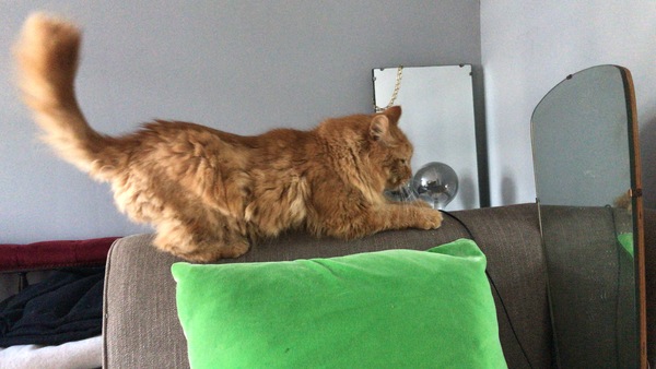 Chez Ollie - "Give me your tired, your paw, your purring masses..." - All welcome