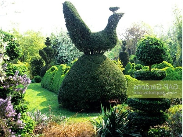 What is this hedge meant to be?!