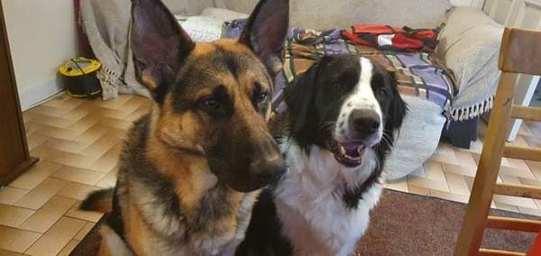 Who fancies a lovely thread filled with dogs?