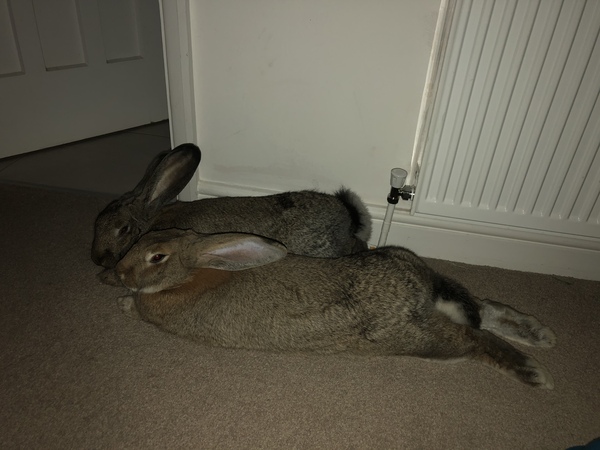 Inspired by the dog thread would anyone like to talk rabbits?