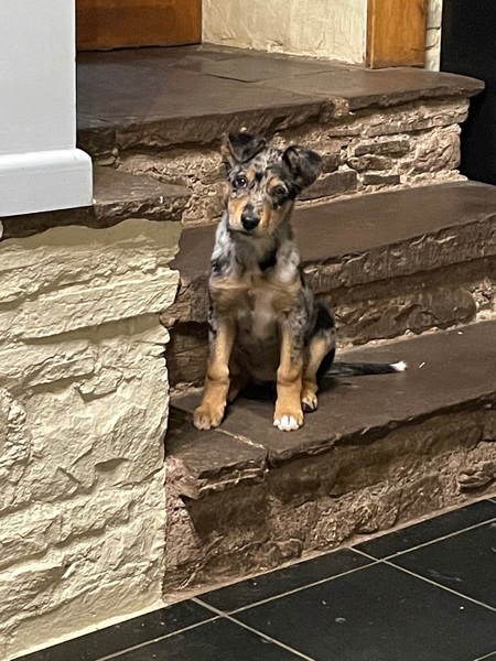 Who fancies a lovely thread filled with dogs?