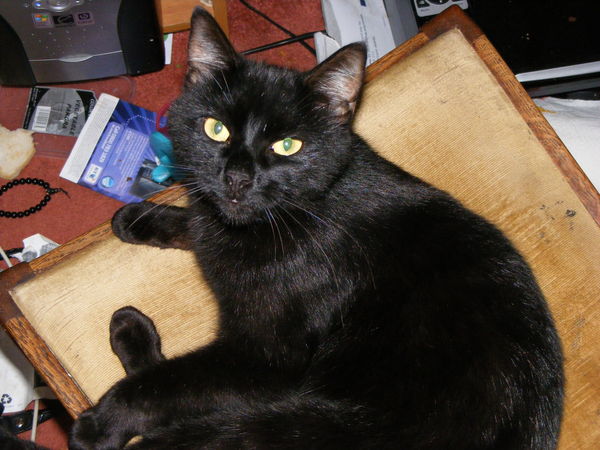 Do your black cats wear collars?