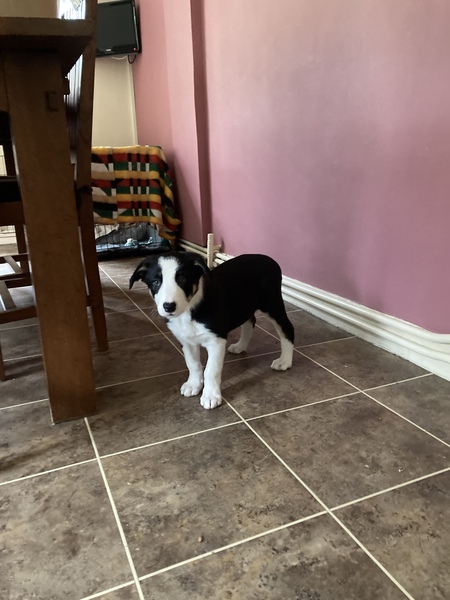 Puppy survival thread. Cold nights in the garden ... yeah...no