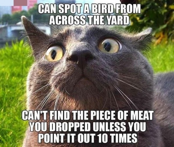 AIBU to miss silly meme threads?