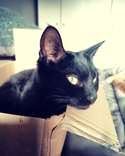Show me your black cats!
