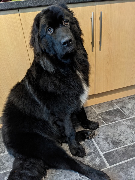 Happy black dog day!