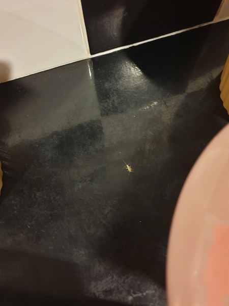 Is this a silverfish?