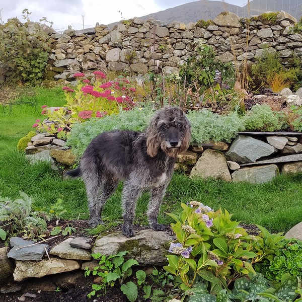 Who fancies a lovely thread filled with dogs?