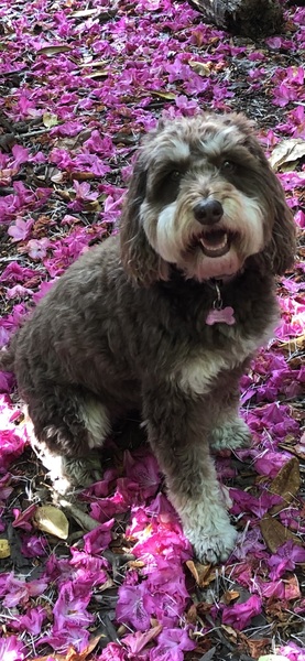 Anyone else won the dog lottery with their dog?