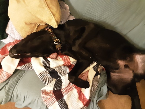 Puppy survival thread. Oct/Nov fireworks!