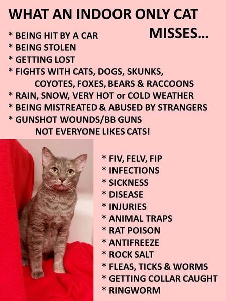 Cat lead or spend a fortune cat proofing the garden?