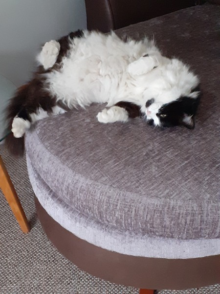 Did you change your rescue cat's name?