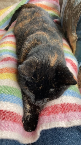 Brexit Megathread Part 3: COP26 and beyond. The Empire is no more.