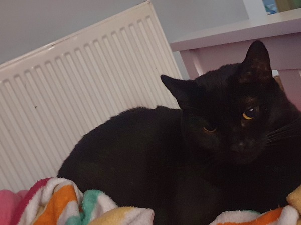 AIBU dss is trying to change the cats name