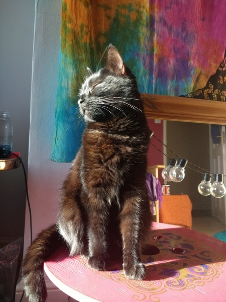 Show me your black cats!