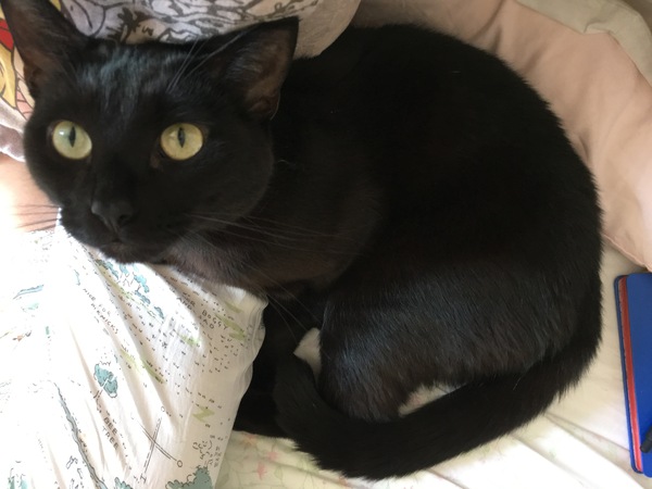 Lucky black cat appreciation thread