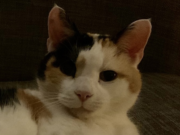 What have you done to annoy your cat today?