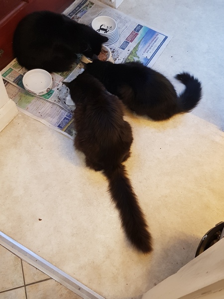 Lucky black cat appreciation thread