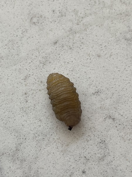 What the heck is this creature?!?