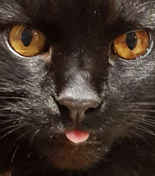 Show me your black cats!