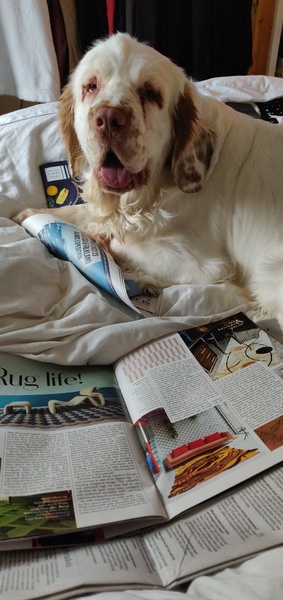 Who fancies a lovely thread filled with dogs?