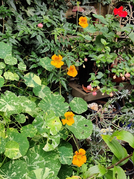 Show Us Your Pictures: 5 Alive
