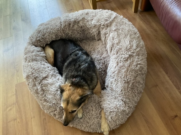Who fancies a lovely thread filled with dogs?