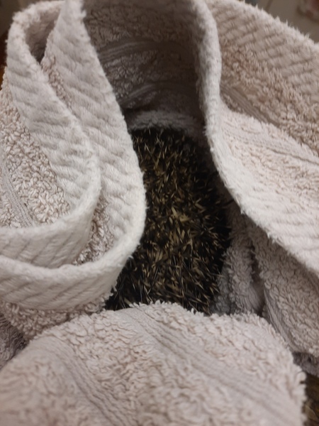 How do you catch a hedgehog?