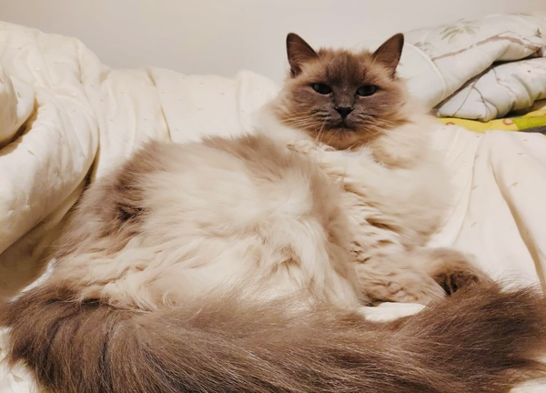 Tell me about Ragdolls
