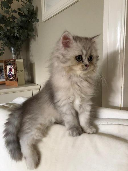 Cat lead or spend a fortune cat proofing the garden?