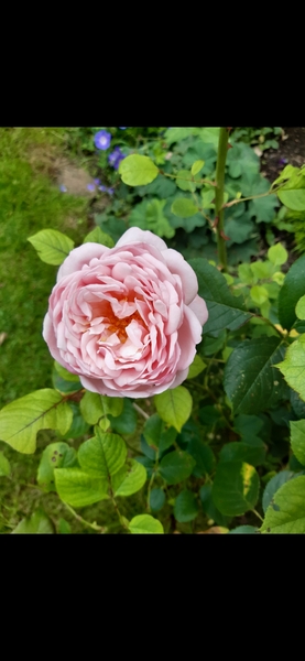 Favourite roses