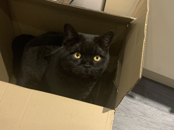 Lucky black cat appreciation thread