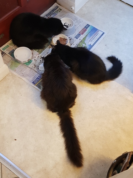 Why does my mucky kitty keep doing this?