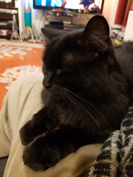 What's your DCat up to today? (Thread 9)