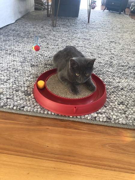 Help with a scratchy kitten!