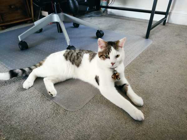 Cat tracker