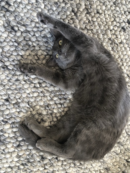 Help with a scratchy kitten!
