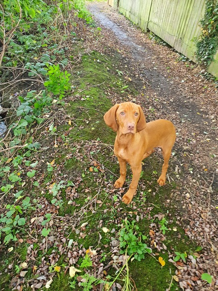 Who fancies a lovely thread filled with dogs?